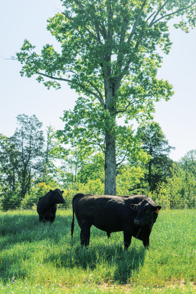 Black Angus beef bulls resting under a Georgia tree on Callidora Ranch's open range.