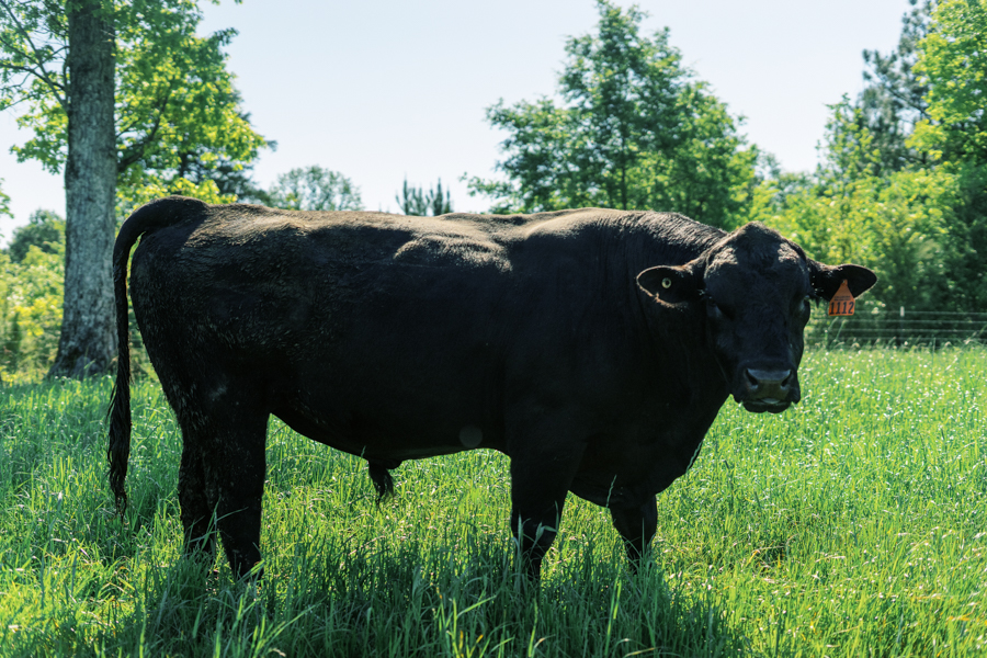 Black Angus bull living on the open pastures of Callidora Ranch in Georgia, grazing on grass!