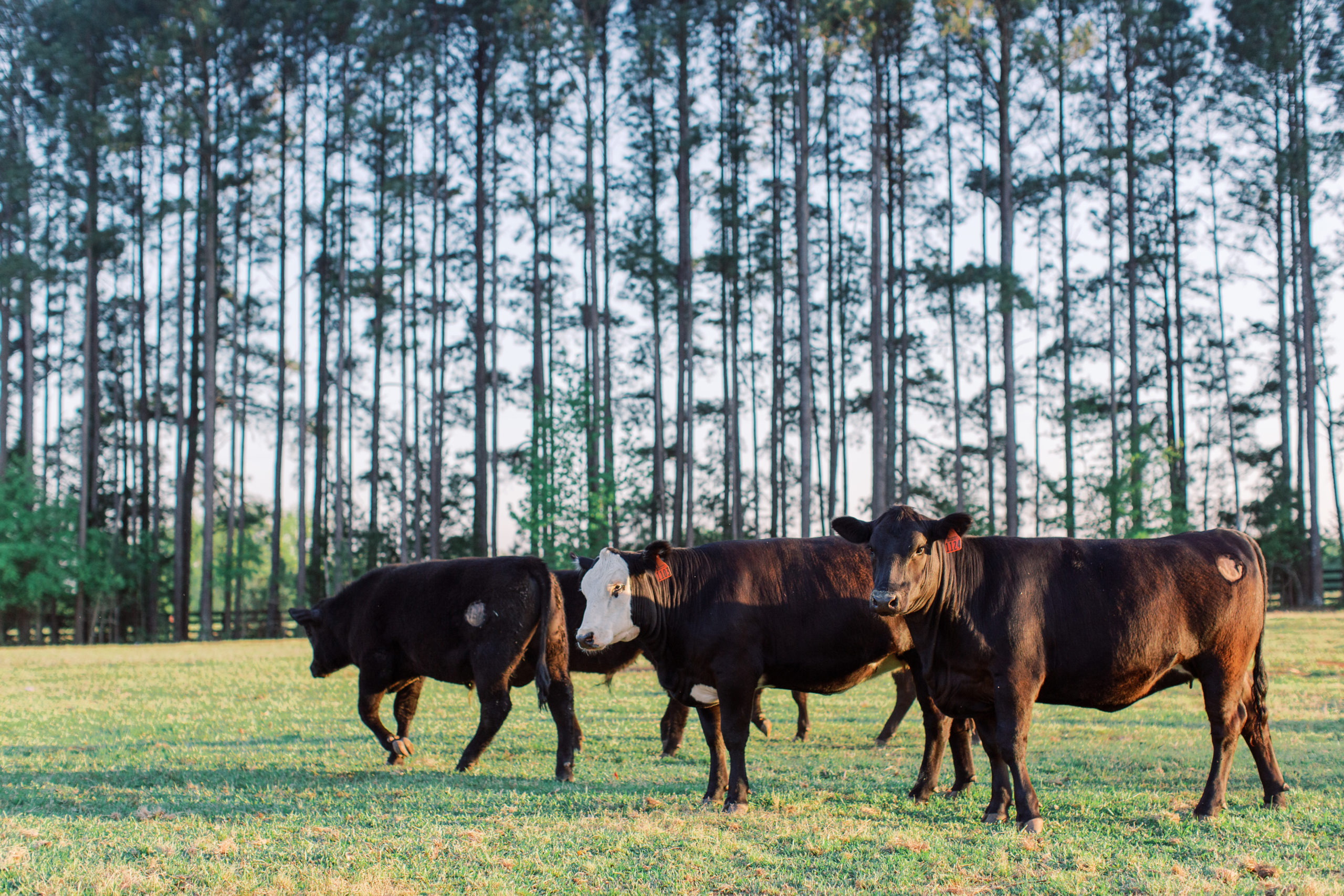 Grass fed cattle